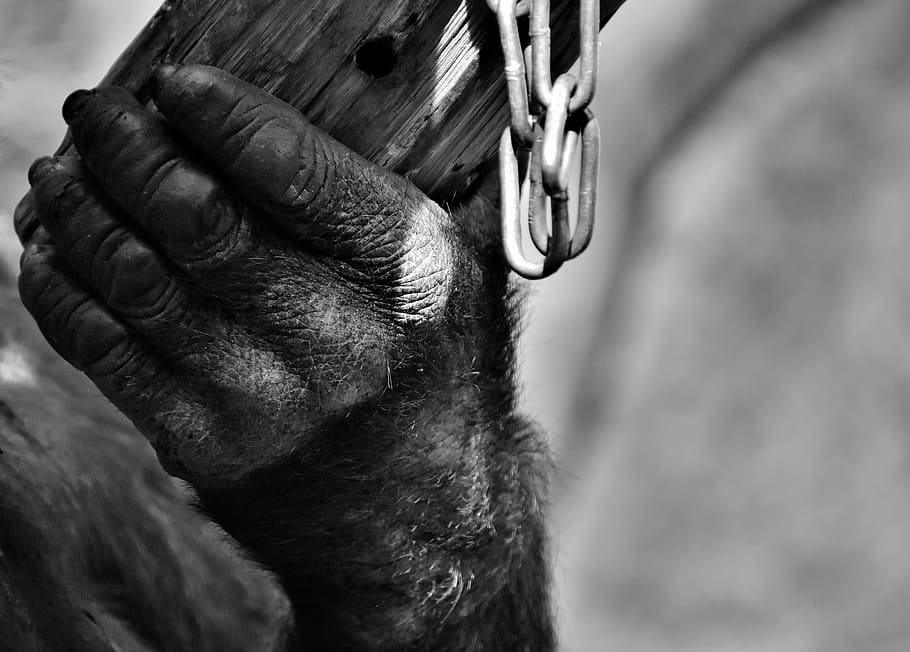 Hand, Monkey, Gorilla, Animal World, black and white, wildlife photography HD wallpaper