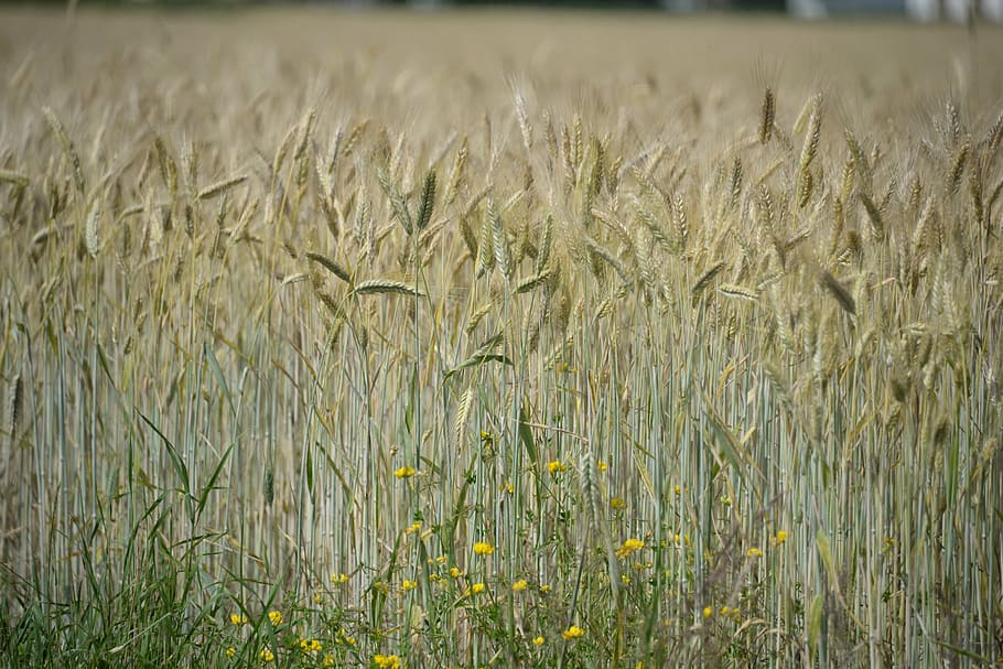 cornfield, spike, flowers, summer, plant, growth, agriculture HD wallpaper