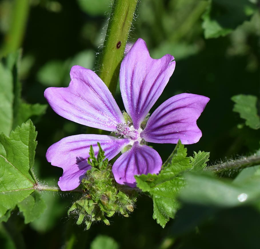 flower, violet, blossom, bloom, macro, purple, petal, flora HD wallpaper