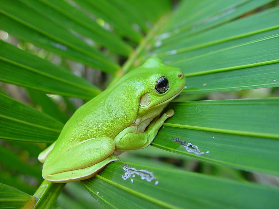 frog, palm, frond, green, small, macro, amphibian, tropical HD wallpaper