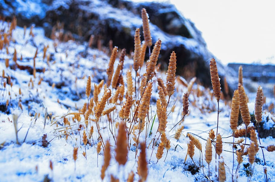 snow, snowing, winter, cold, season, nature, seasonal, ice HD wallpaper