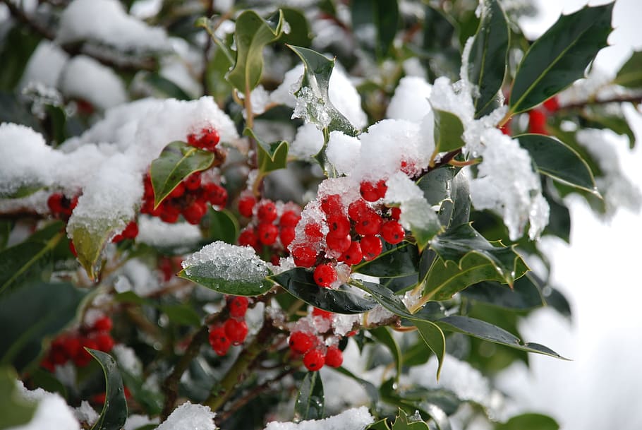 tree, season, nature, leaf, winter, cold temperature, snow HD wallpaper