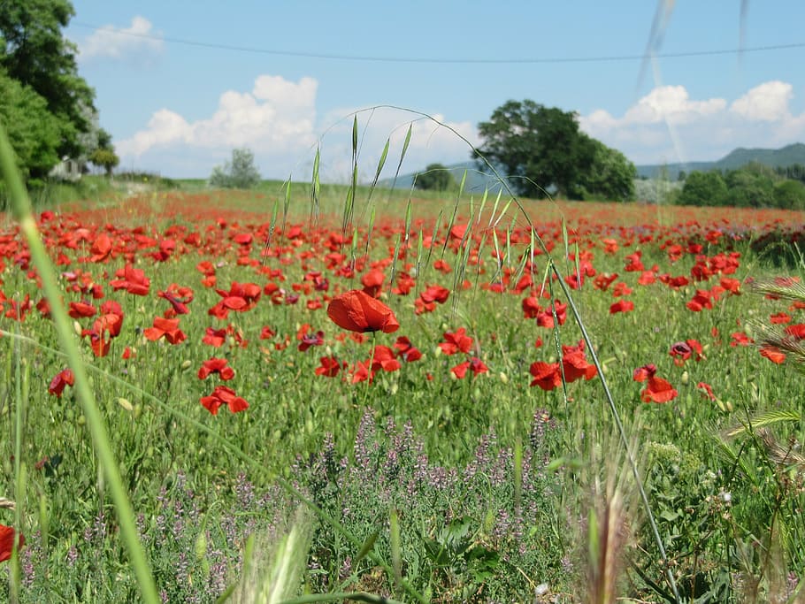 poppies, red, field, grass, landscape, nature, france, plant HD wallpaper