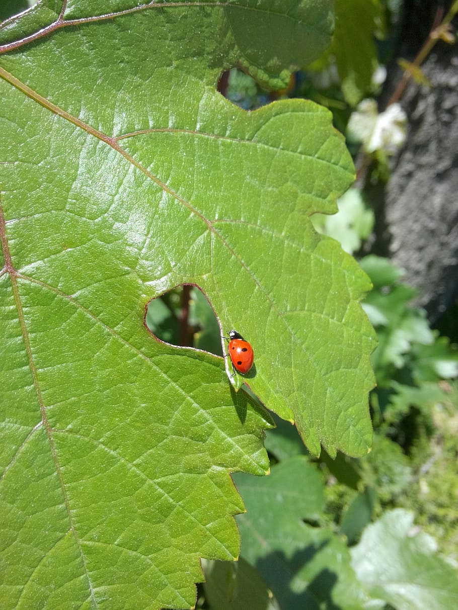 ladybug, leaves, suspended, leaf, plant part, green color, beetle HD wallpaper