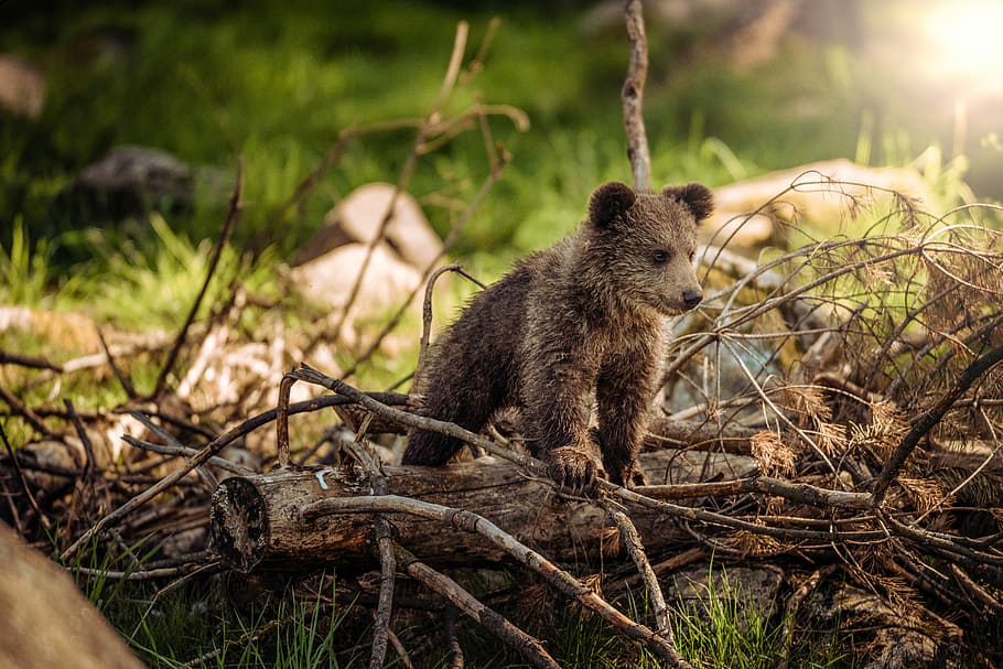 wildlife photography of brown bear cub, bear on logs, outdoor HD wallpaper