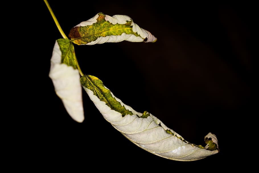 Leaf, Withered, Rolled, Autumn, Leaves, dry, welkes sheet, nature HD wallpaper