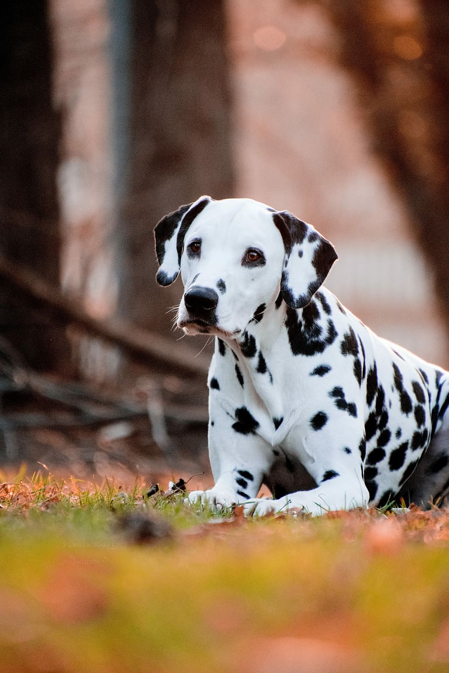 adult Dalmatian on green grass, dog, cute, animal, portrait, mammal