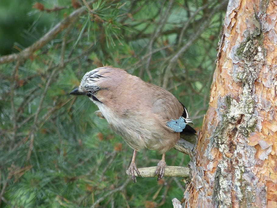 jay, bird, birds, wet, pine, animal themes, one animal, vertebrate HD wallpaper