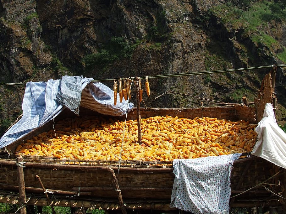 Corn, Drying, Nepal, Annapurna, food, food and drink, one man only HD wallpaper