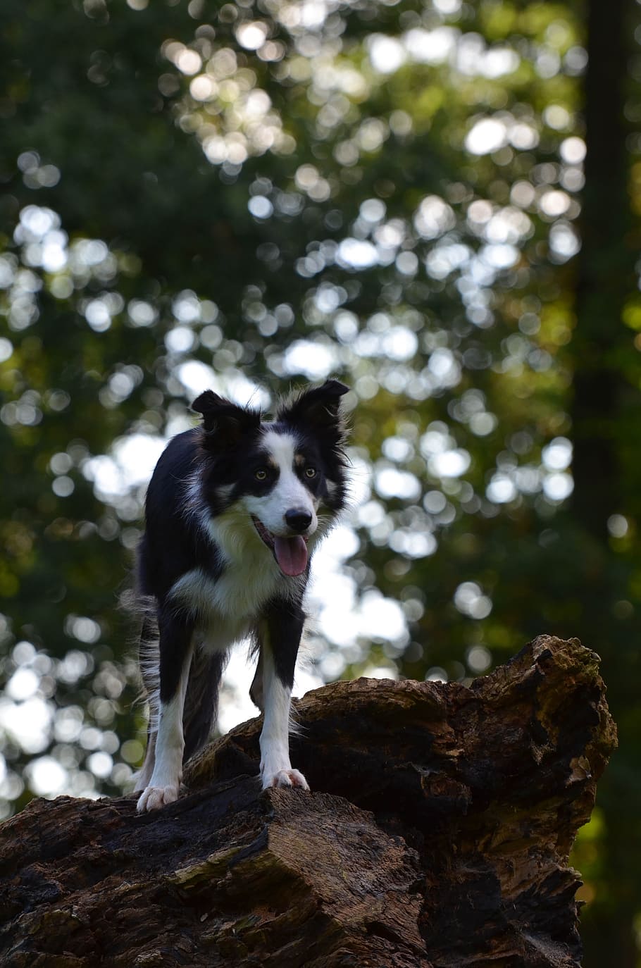 Border Collie, British, Sheepdog, Tree, british sheepdog, back light HD wallpaper