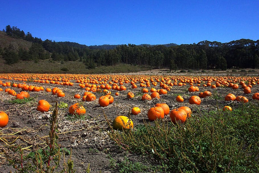 california, forest, trees, sky, clouds, fall, autumn, pumpkins HD wallpaper