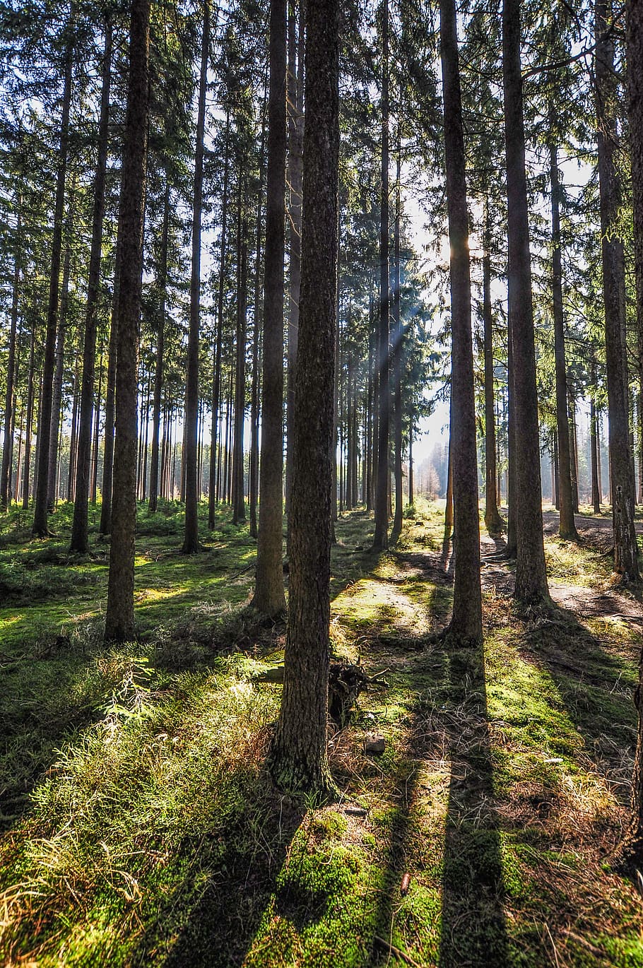 Forest, Trees, Nature, Moss, Green, woodland, outdoors, landscape HD wallpaper