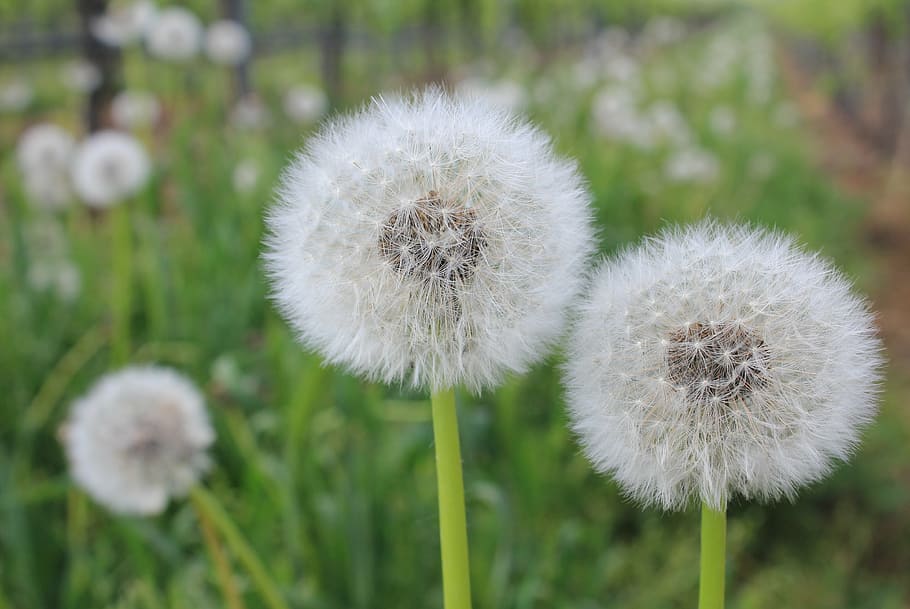dandelion, field, common dandelion, plant, flower, freshness HD wallpaper