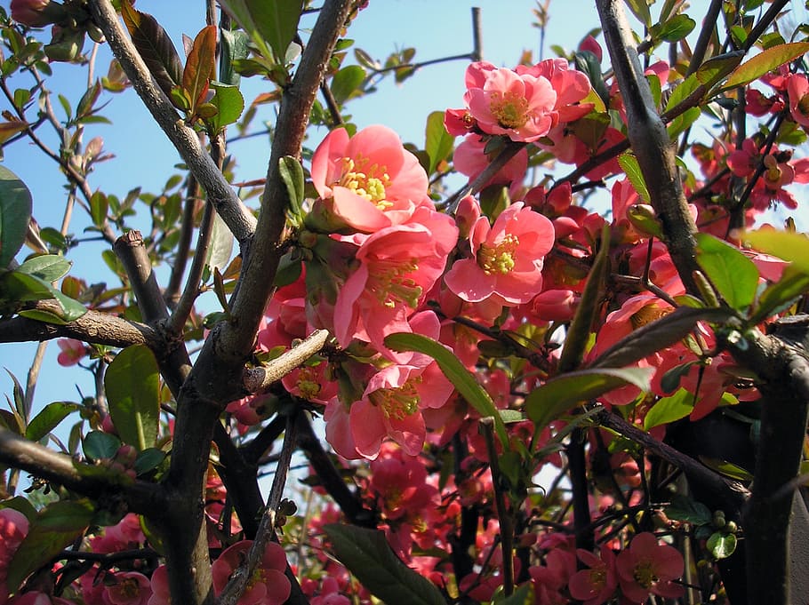 spring, flower, spring flowers, plant, growth, flowering plant HD wallpaper