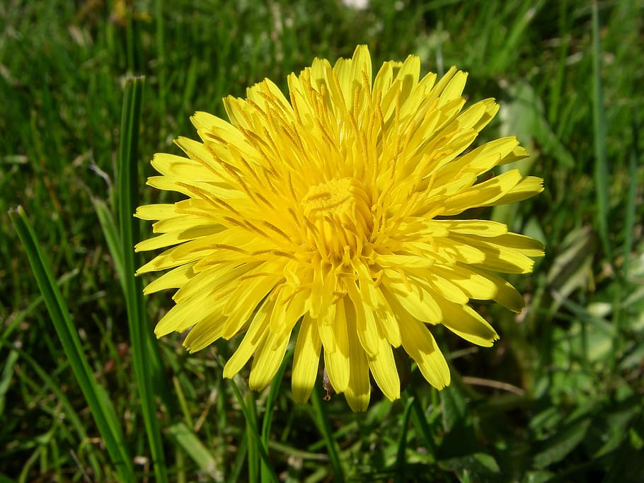 Dandelion, Flower, Botany, yellow, fragility, freshness, plant HD wallpaper