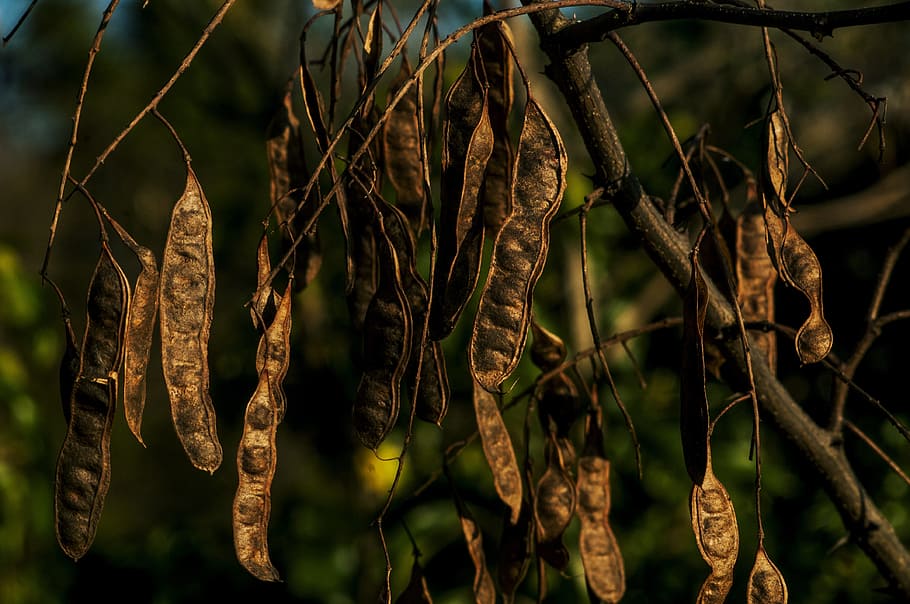 pods, forest, trees, nature, plants, seeds, focus on foreground HD wallpaper