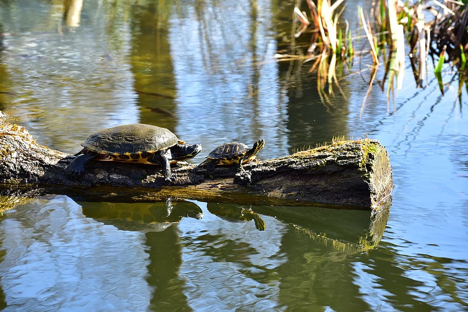 two brown turtles crawling on wood log, water, sun, water turtle