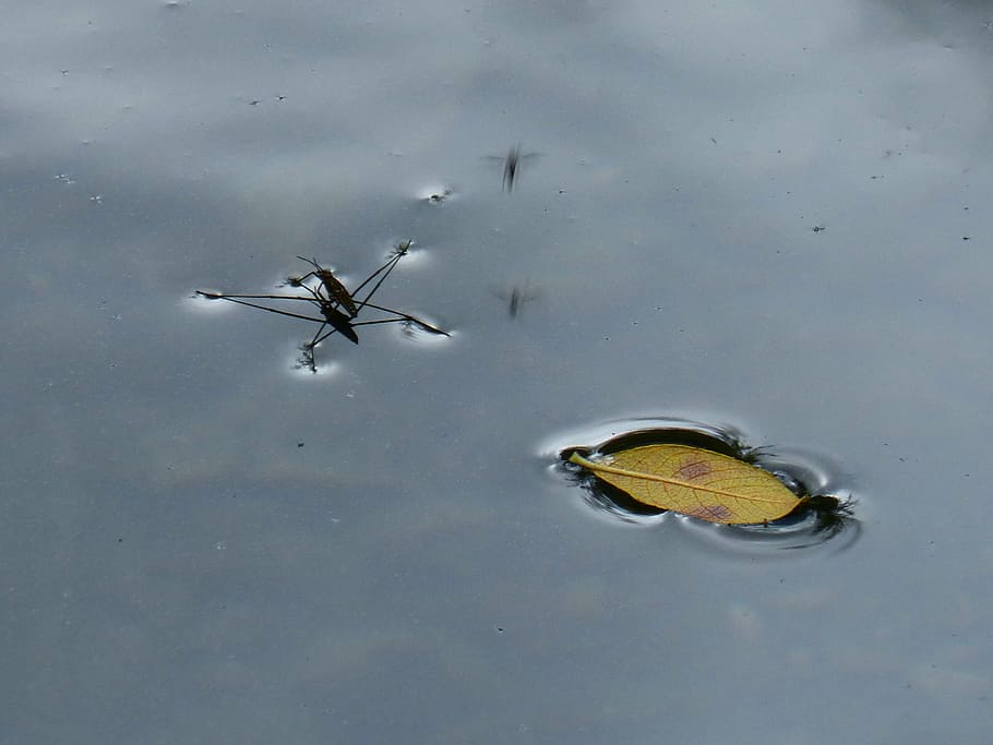 insect, water, float, leaf, surface, autumn leaves, gerris, HD wallpaper