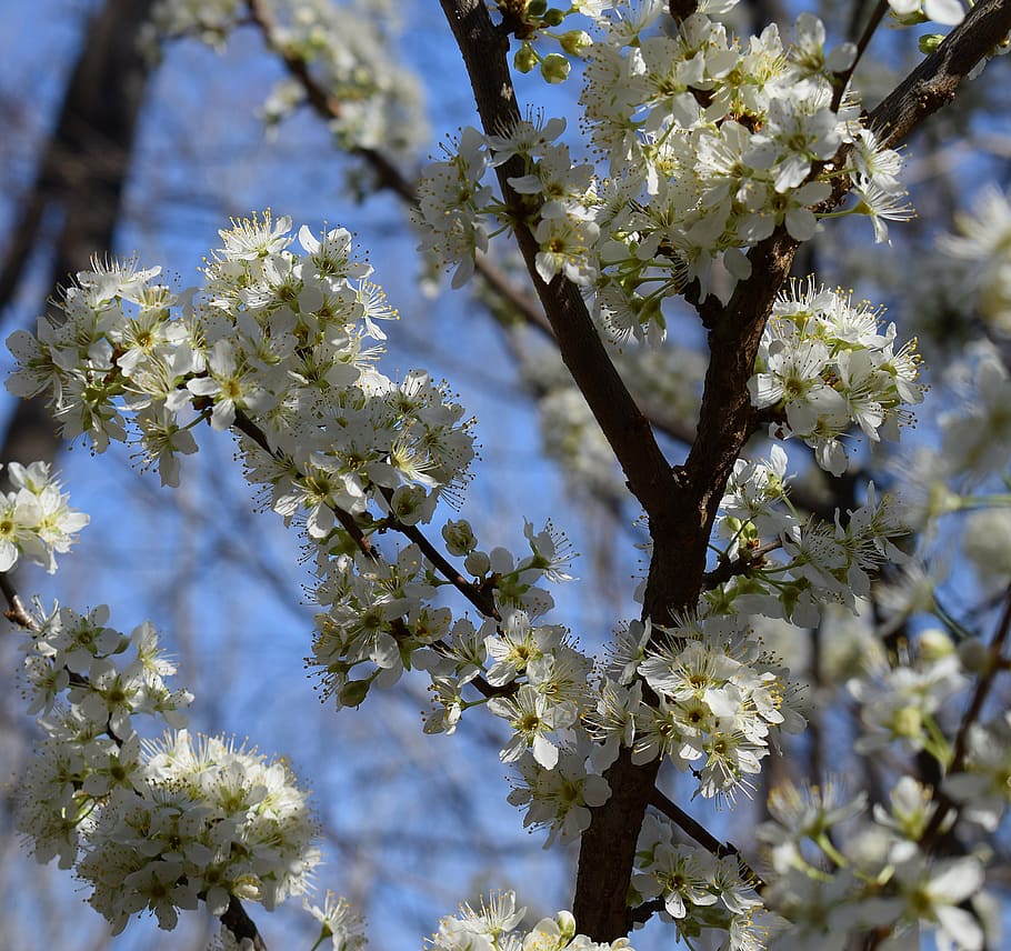 cherry blossoms, cherry tree, bloom, flower, nature, fruit HD wallpaper