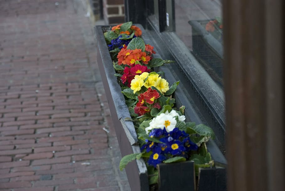 boston spring, charles st, flowers, flowering plant, freshness HD wallpaper