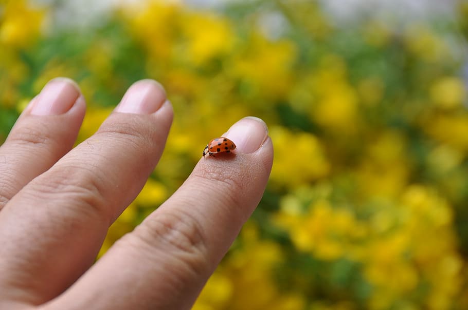 ladybug, yellow, hand, man, unsect, nature, countyrside, destinations HD wallpaper