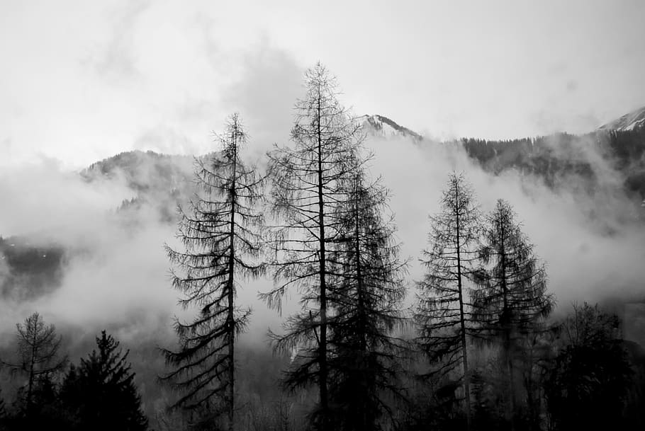 grayscale photography of trees across mountain covered with fogs HD wallpaper