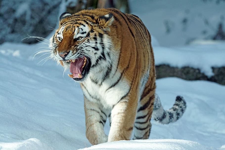 Siberian tiger walking on snow, amurtiger, predator, cat, carnivores HD wallpaper