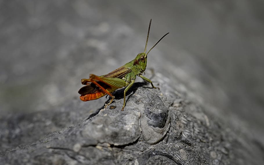 insect, macro, grasshopper, insect jumper, nature, animal themes HD wallpaper