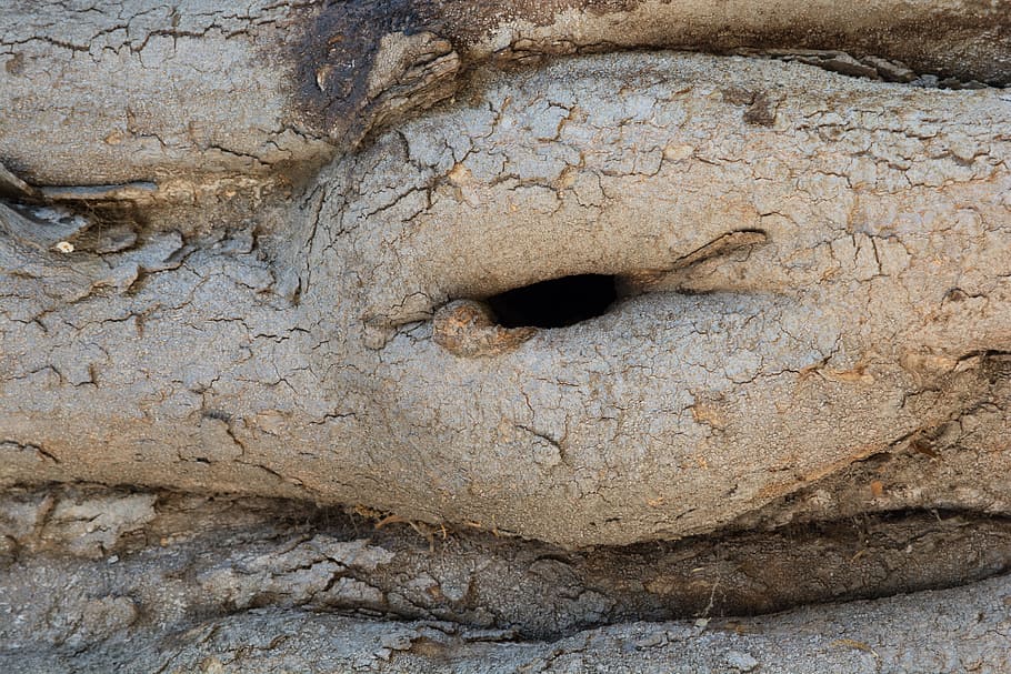 tree, trunk, wood, nature, forest, branch, timber, bark, no people HD wallpaper