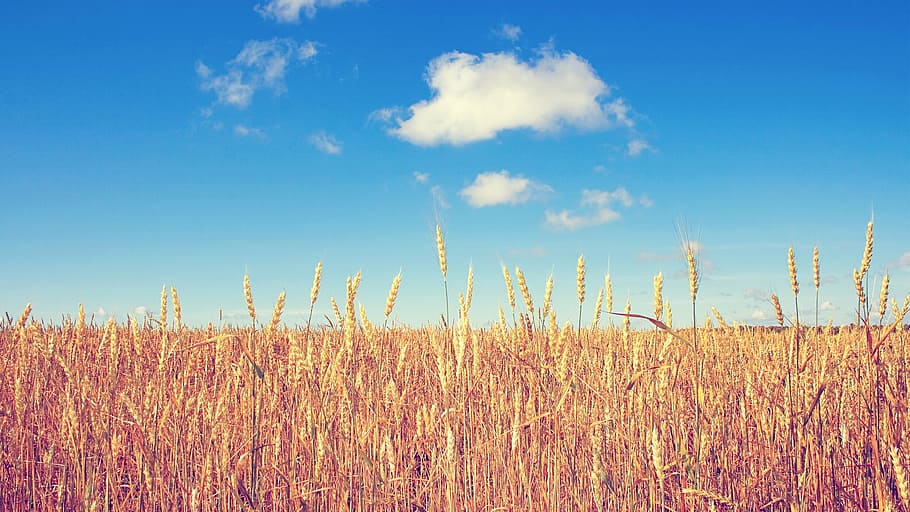 the scenery, plateau, clouds, nature, agriculture, summer, sky HD wallpaper