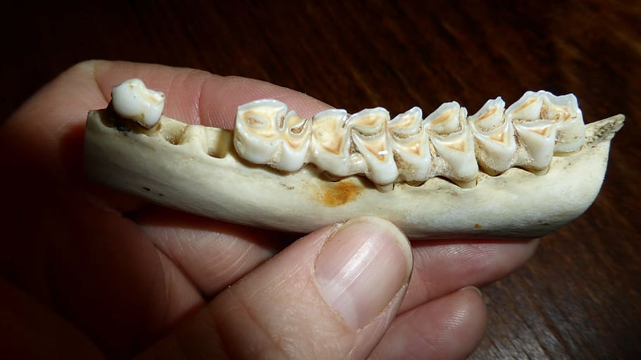 teeth, tooth, dental caries, bone, skeleton, animal world, pine HD wallpaper