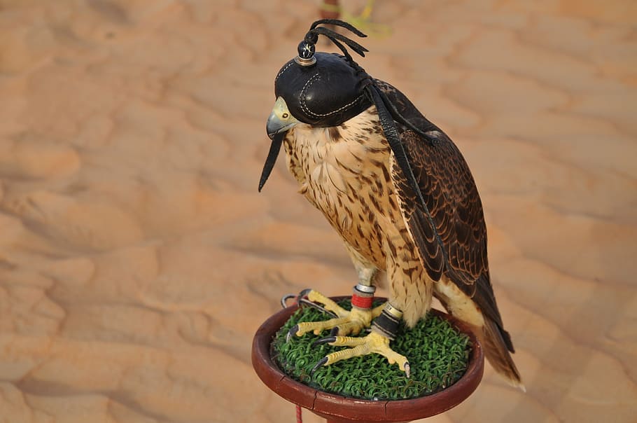 black and brown bird figurine, dubai, falcon, desert, animal HD wallpaper
