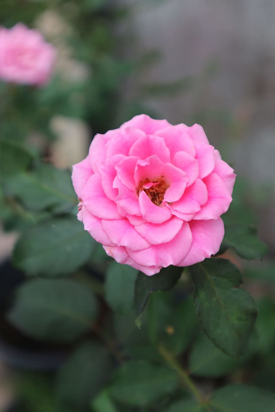 rose, pink, flowers, flowering plant, pink color, vulnerability HD wallpaper
