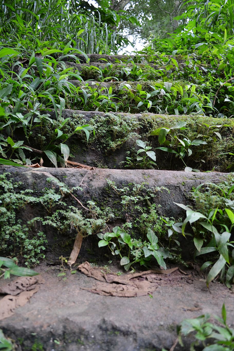 old steps, rock steps, woods, shrubs, rocks, sri lanka, ceylon, HD wallpaper