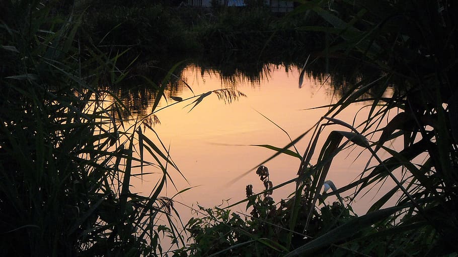 sunset, green, jonker, plant, water, tranquility, beauty in nature HD wallpaper