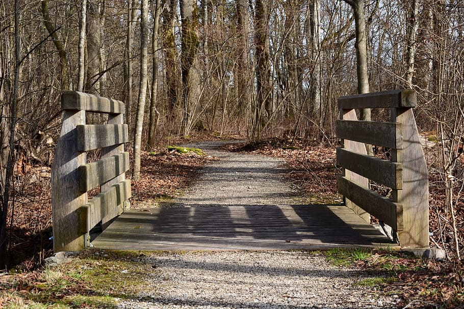 bridge, web, boardwalk, transition, away, forest, nature, outdoor HD wallpaper