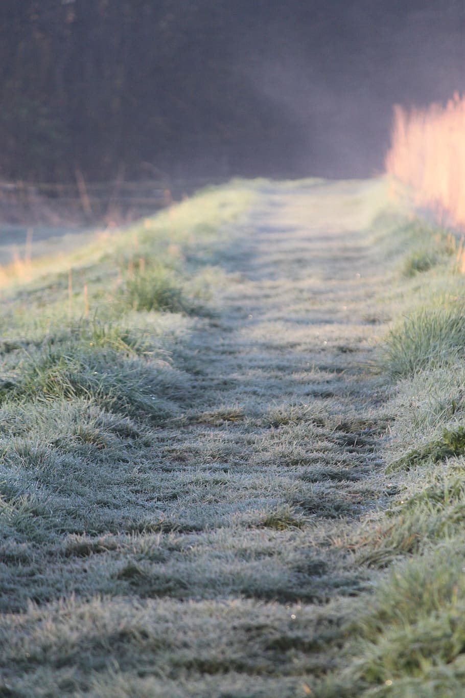 Frost, Morning, Path, nature, outdoors, no people, tranquility HD wallpaper