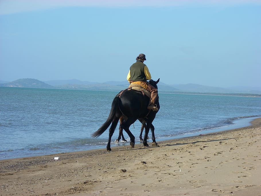 horses, beach, twilight, domestic, mammal, domestic animals HD wallpaper