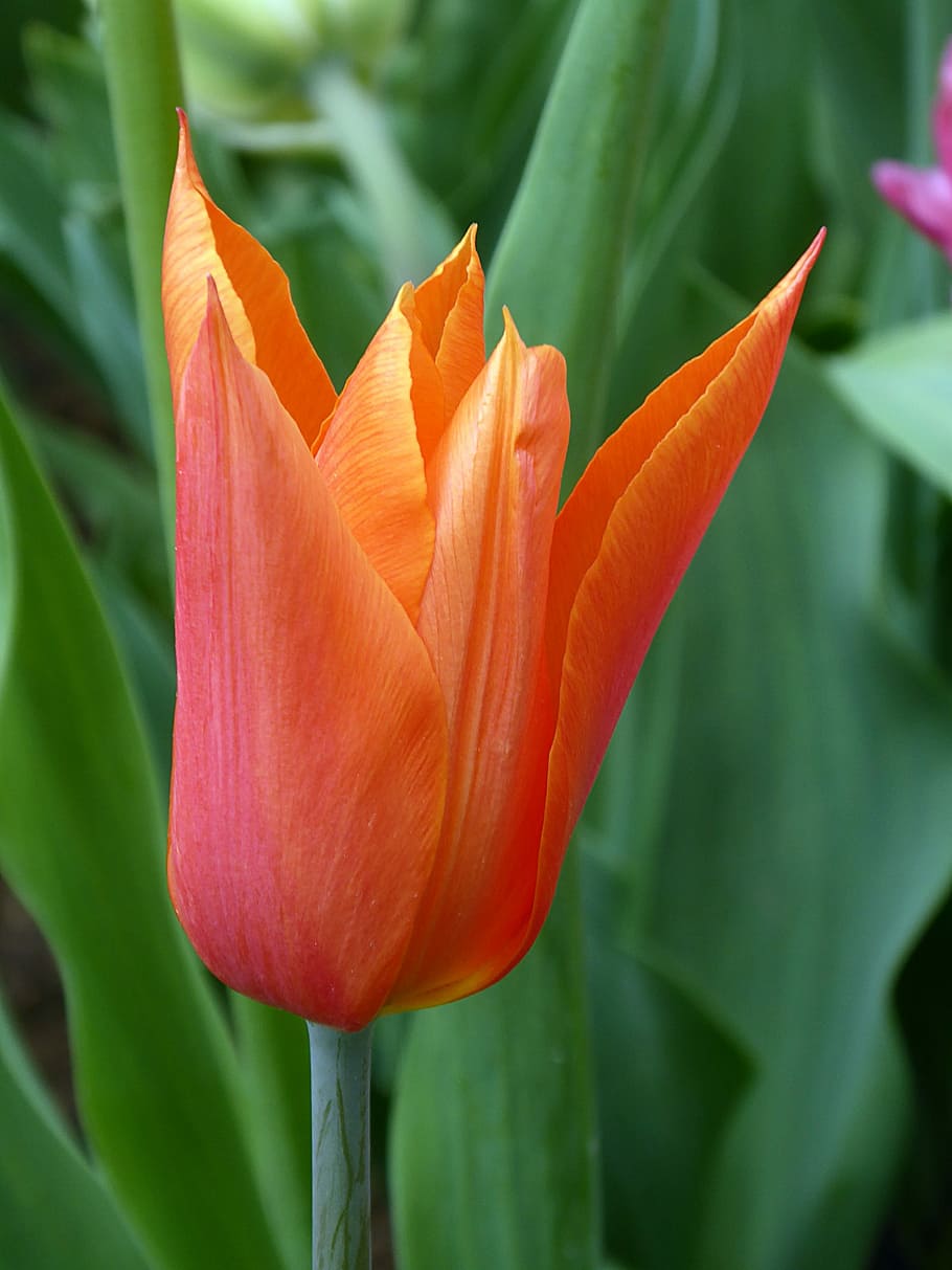 tulip, flower, spring, tulip fleur-de-lis, orange, lily, flowering plant HD wallpaper