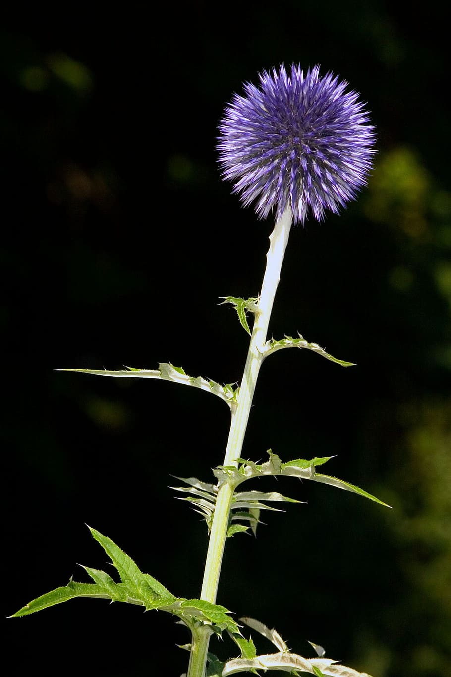 Flower, Macro, Thistle, Purple, plant, fragility, growth, flower head HD wallpaper