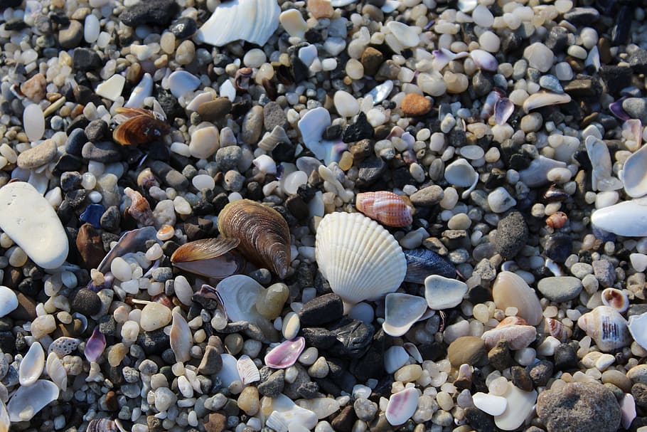 sand, shells, beach, sea, summer, ocean, seashell, marine, coast HD wallpaper