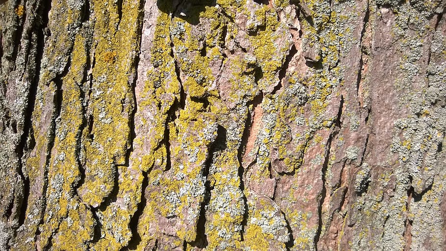 bark, tree, wood, background, maple, lichen, textured, full frame HD wallpaper