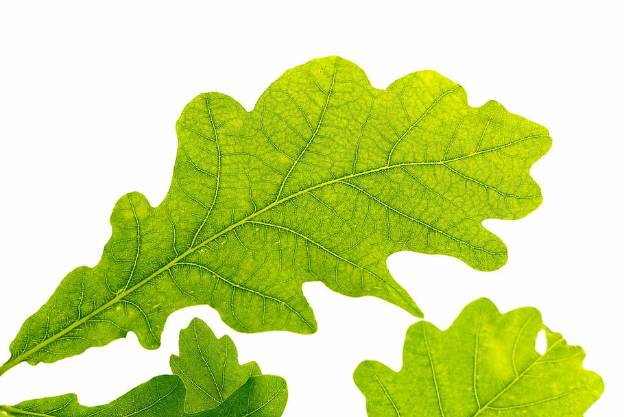 three green leaves, oak leaf, tree leaf, green leaf, leaf structure
