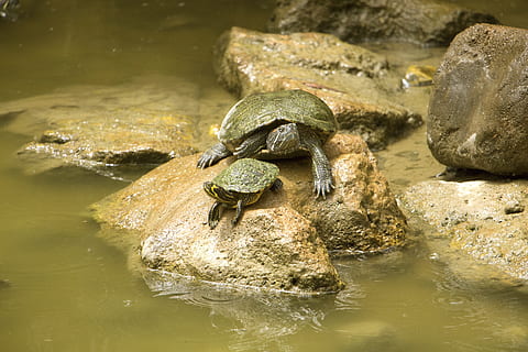 turtle, water, stone, pond, nature, background, animal, lake HD wallpaper