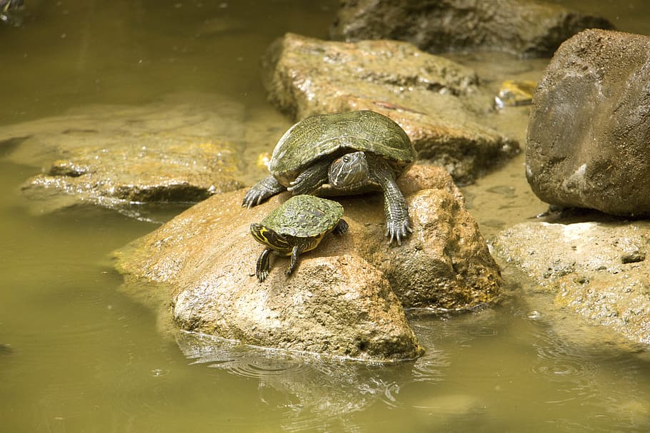 turtle, water, stone, pond, nature, background, animal, lake HD wallpaper