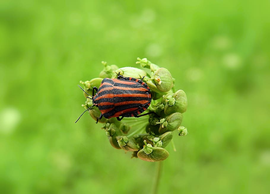 insect, macro, nature, meadow, summer, animal themes, animals in the wild HD wallpaper