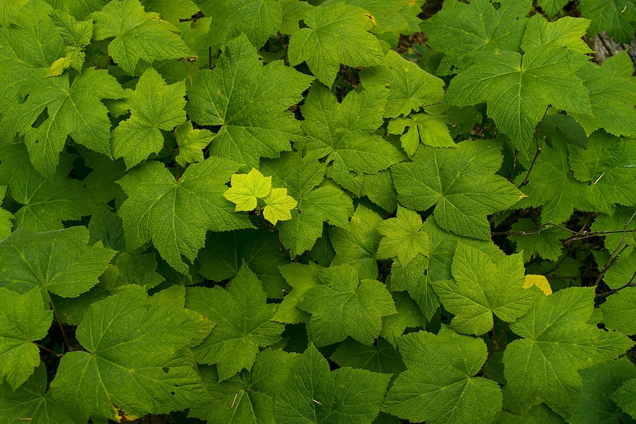 green leaf plant during daytime, leaves, nature, summer, natural HD wallpaper