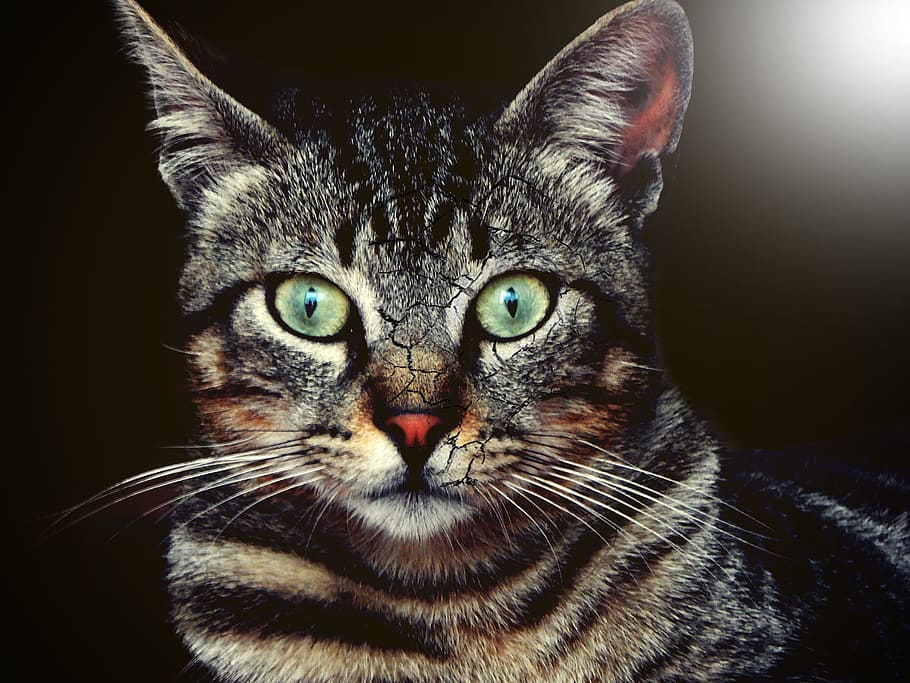 Artistic, Cat, Thoughtful, look, domestic Cat, animal, pets HD wallpaper