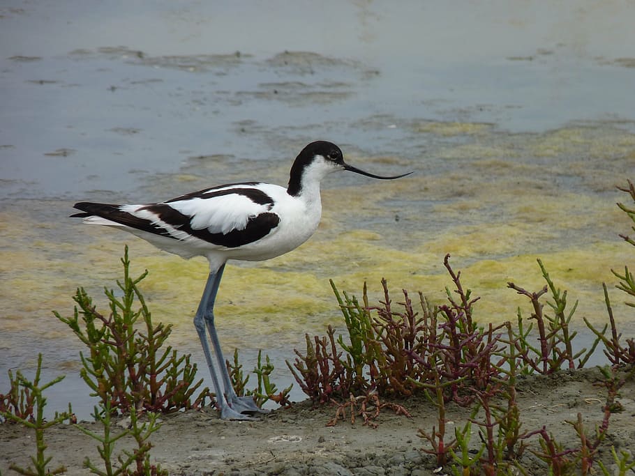 avocet, nature, animals, animals in the wild, animal themes HD wallpaper