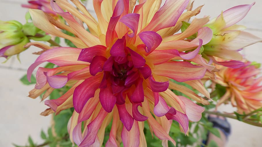 dahlia, soft pink, rays, nostalgia, flowering plant, freshness HD wallpaper
